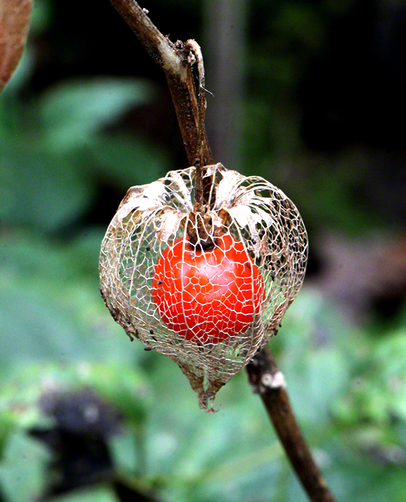 Physalis
