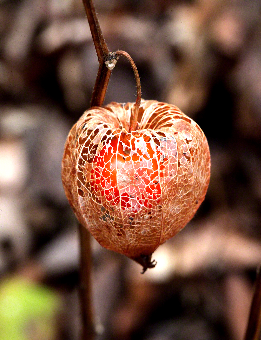 Physalis