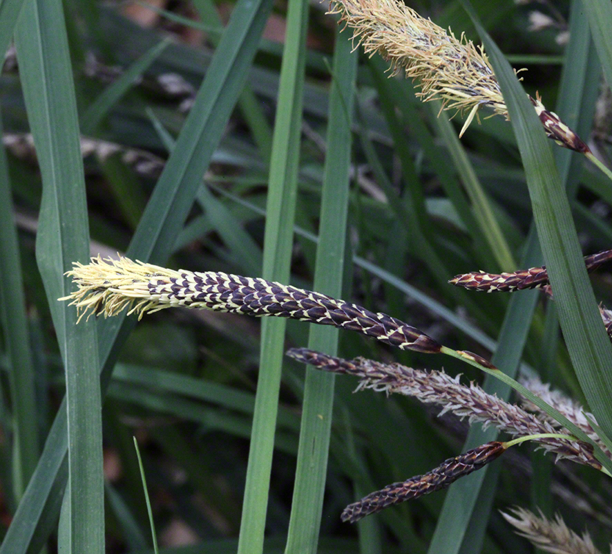 blühendes Gras