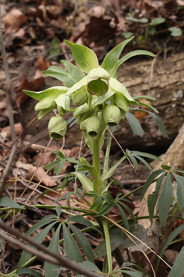 nieswurz, helleborus foetidus
