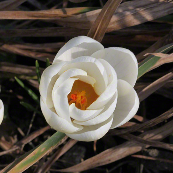 Krokus weiß