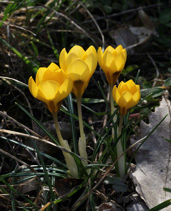 Krokus gelb