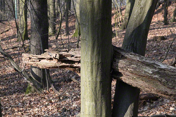 Holzschlange