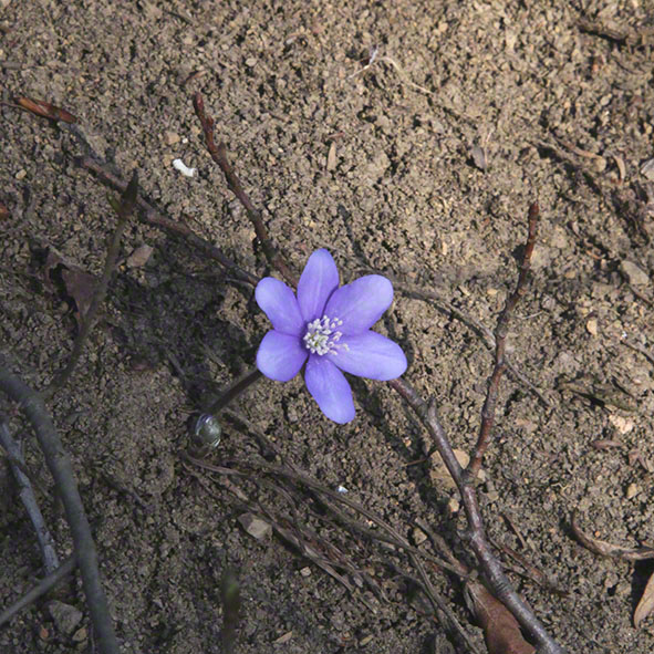 Leberblümchen