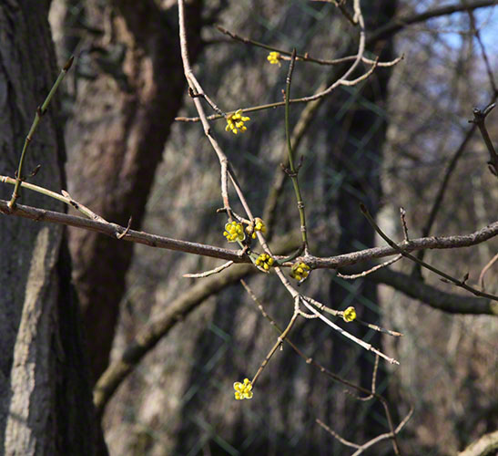 frühlingsblüten