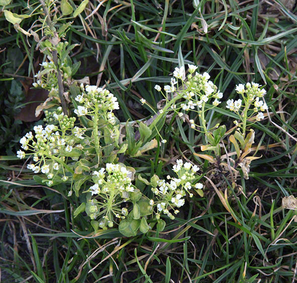 Wienerwald, Am Himmel, Weiße Blüten