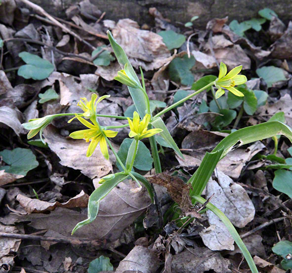 Wienerwald, Am Himmel, gelbe Blume