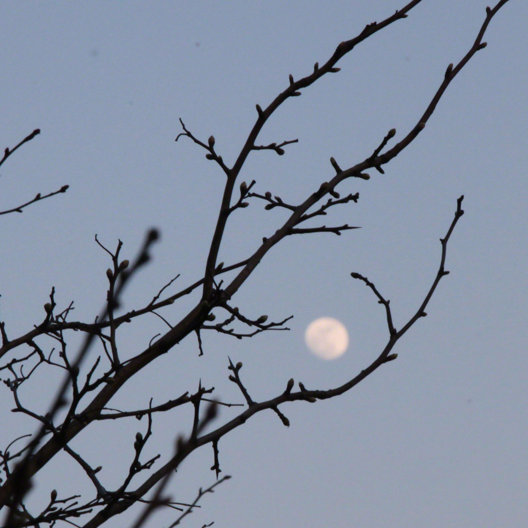 Wienerwald, Cobenzl, Mond