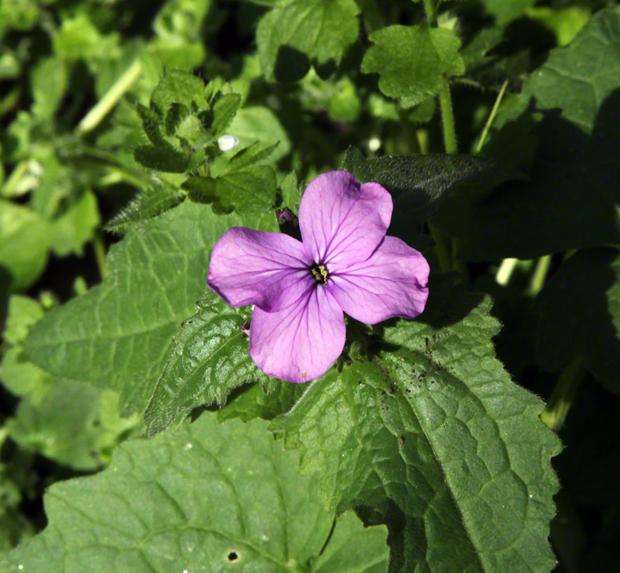 eichkogel nachtviole