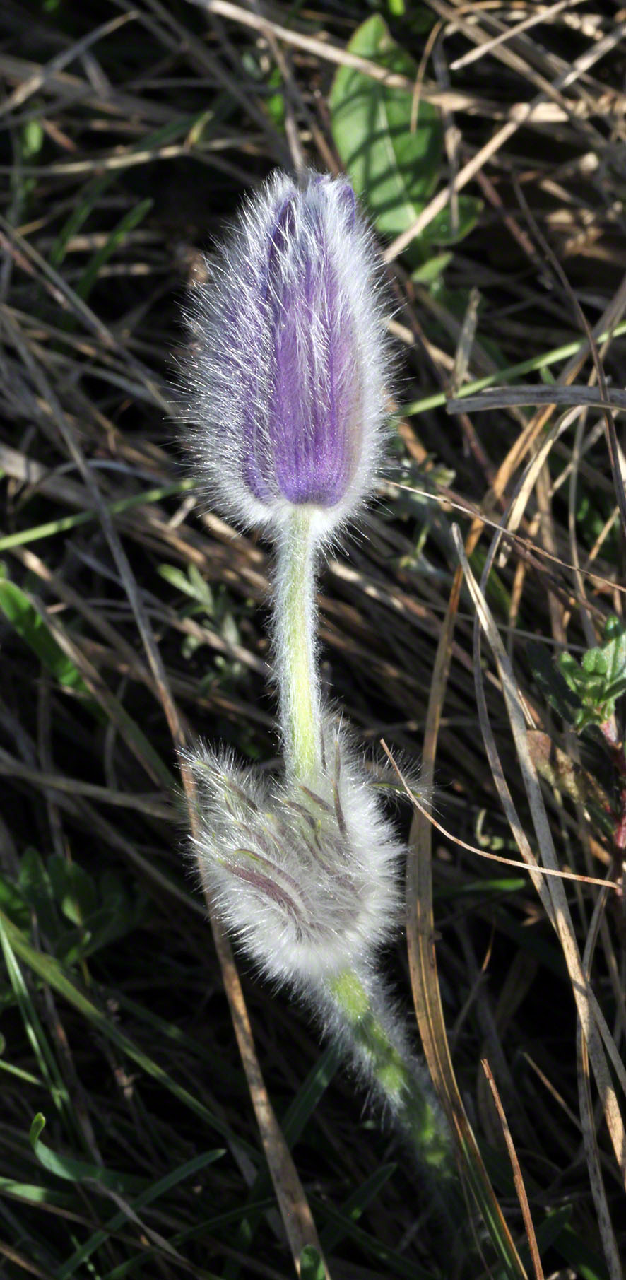 Eichkogel, lila Kuhschelle, Küchenschelle