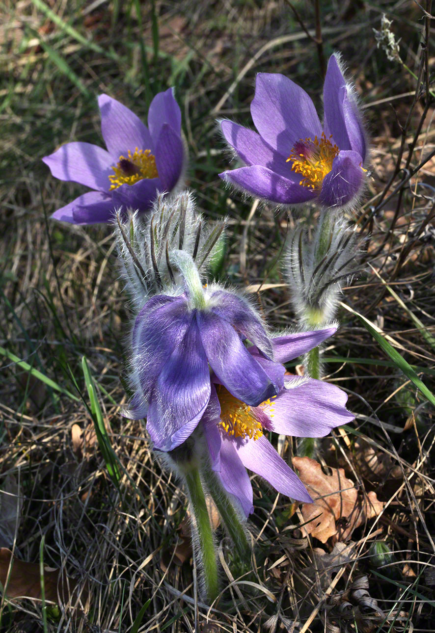 Eichkogel, lila Kuhschelle, Küchenschelle