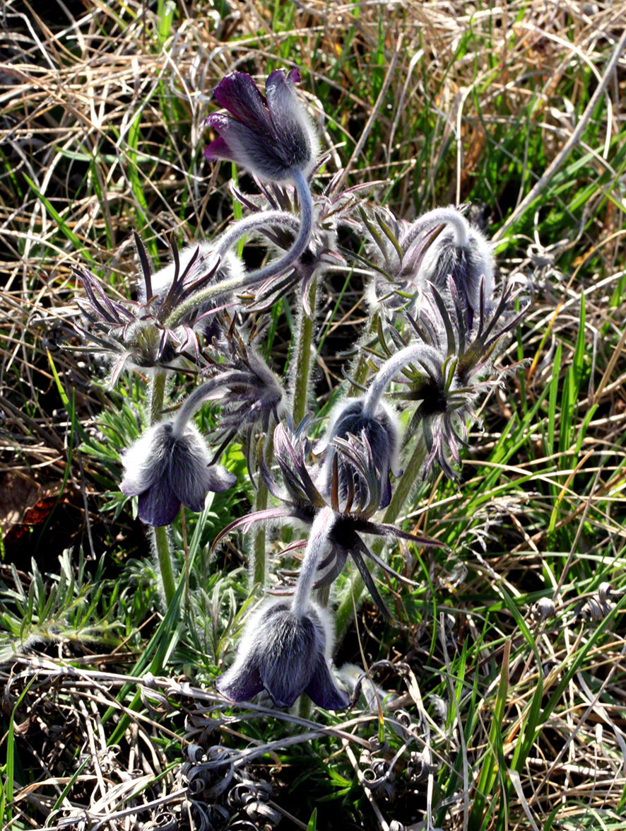 Eichkogel, dunkle Kuhschelle, Küchenschelle