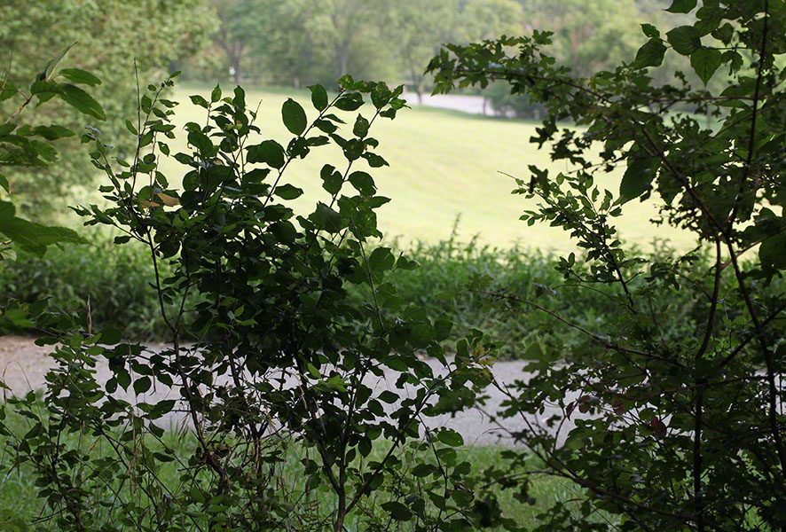 landschaft wienerwald