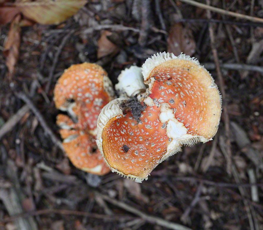 Fliegenpilz