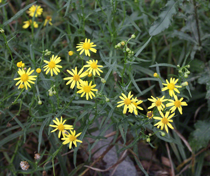 Gelbe blumen