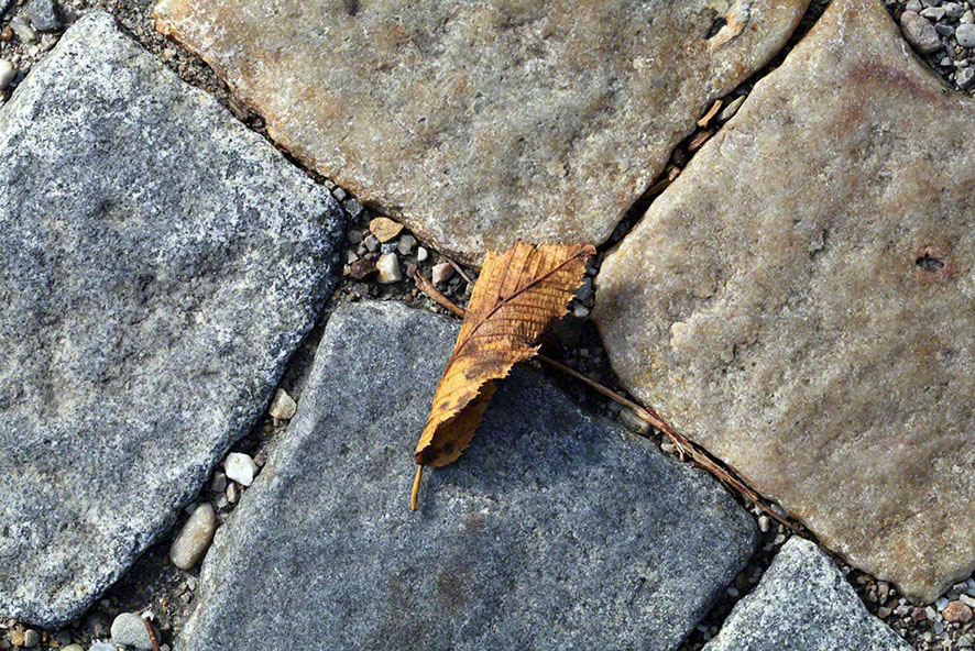 Blatt auf den Pflastersteinen