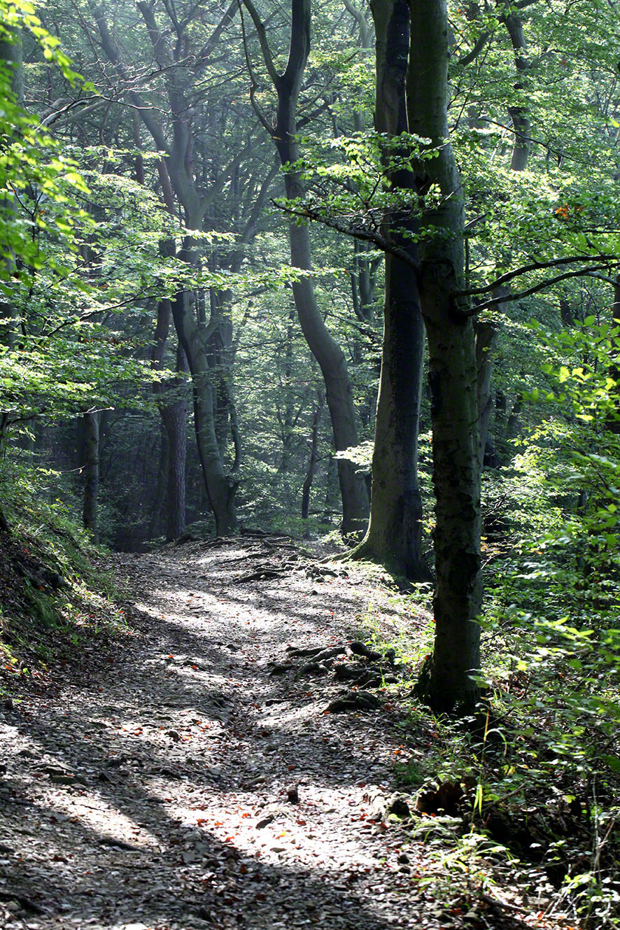 Waldweg im Sonnenlicht