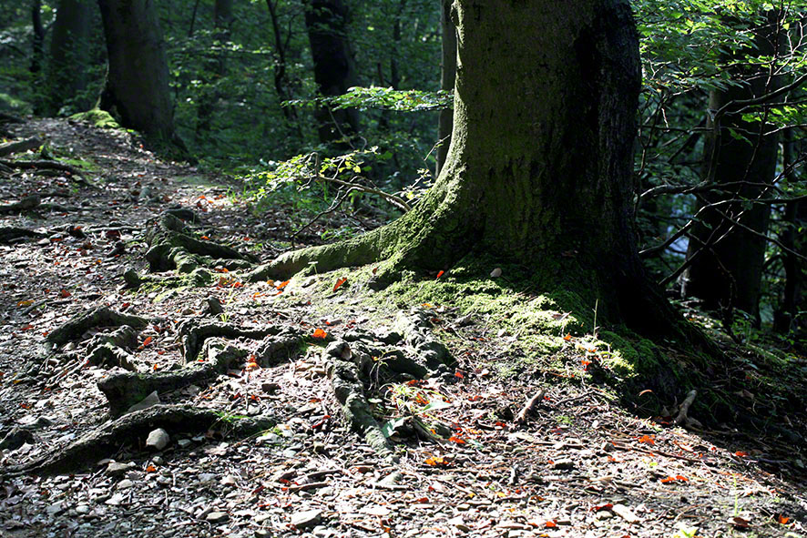 Wurzeln über dem Weg