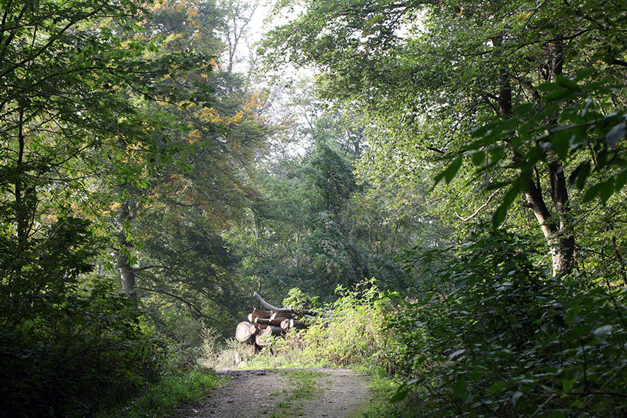 Landschaft, Weg mit gefällten Bäumen