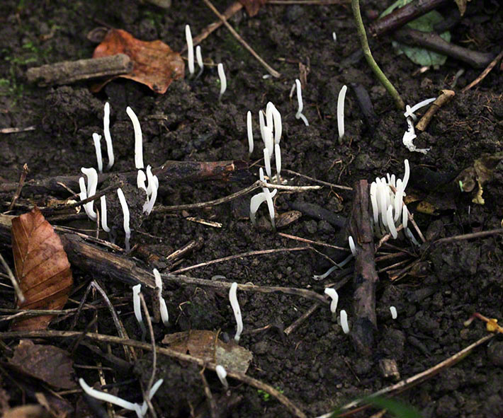 Pilzfäden