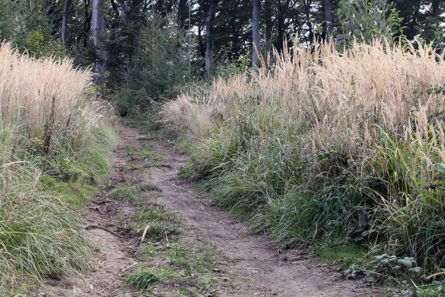 Weg mit hohem, hellem Gras