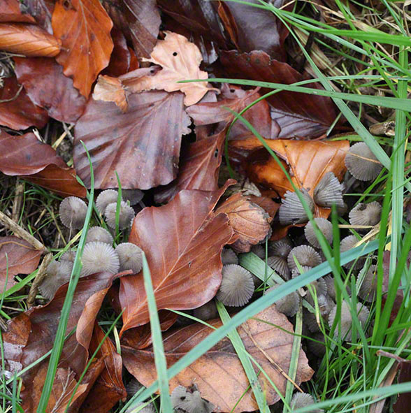 Pilze