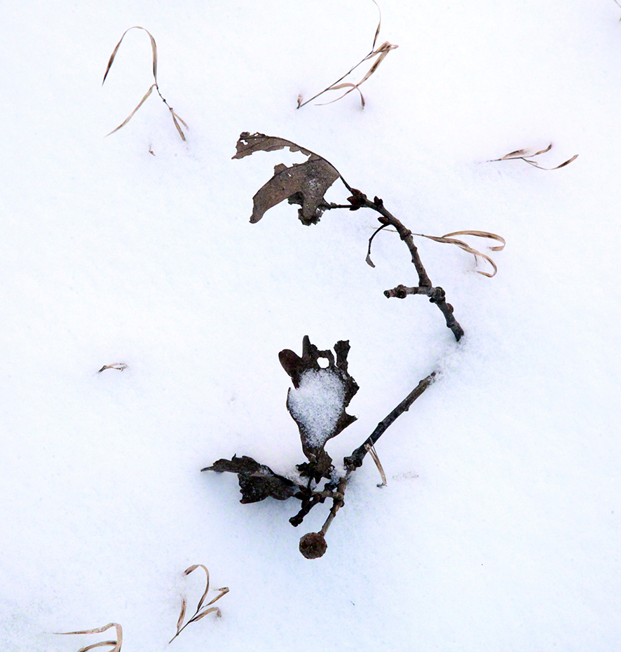 Wienerwald, Blätter im Schnee