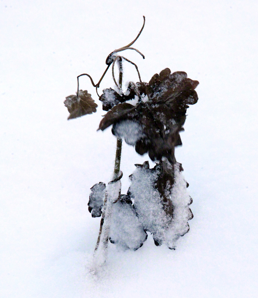 Wienerwald, Laub im Schnee