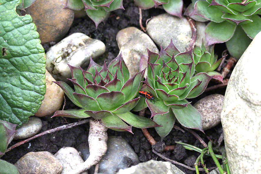 Garten - Hauswurz mit Käfer