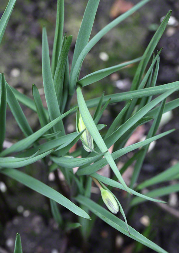 Garten - Schachbrettblume Knospen