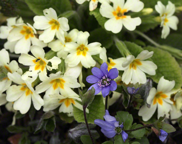 Garten - Primeln-Leberblümchen