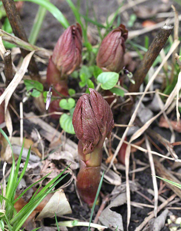 Garten - Pfingstrosen-Knospen