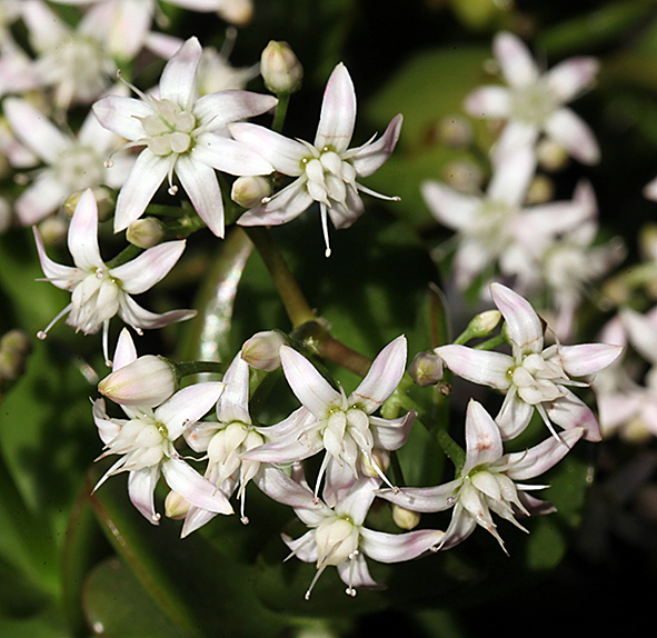 Crassula (Dickblatt)