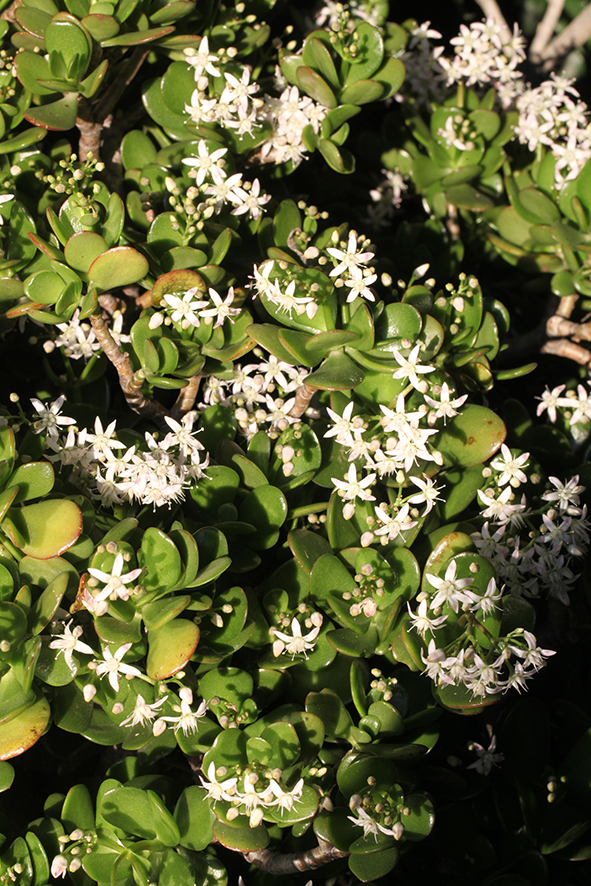 Crassula (Dickblatt)