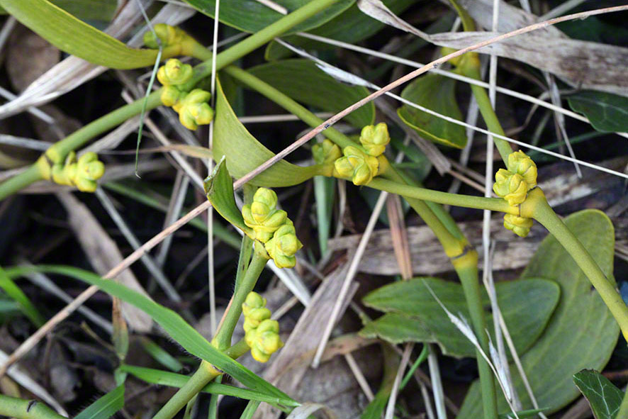 Mistel (Viscum album))