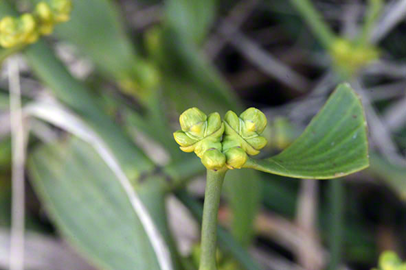 Mistel (Viscum album))