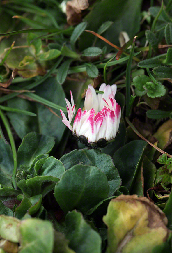 Gänseblümchen (bellis perennis)