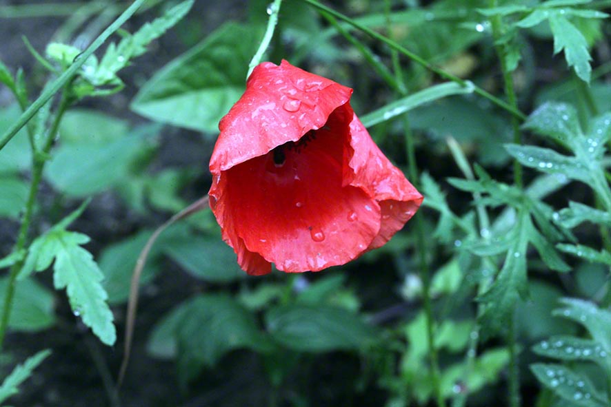 Klatschmohn Blüte