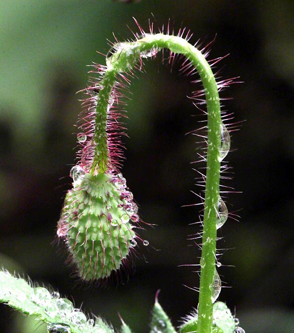 Klatschmohn Knospe