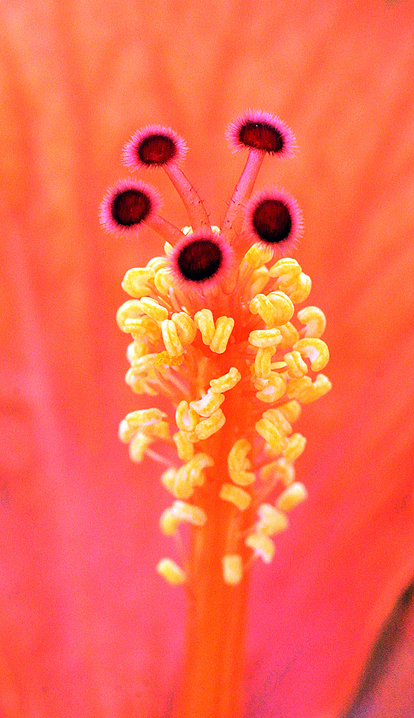 Hibiskus