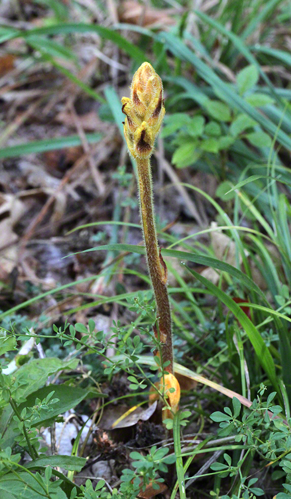Sommerwurz - Orobanche