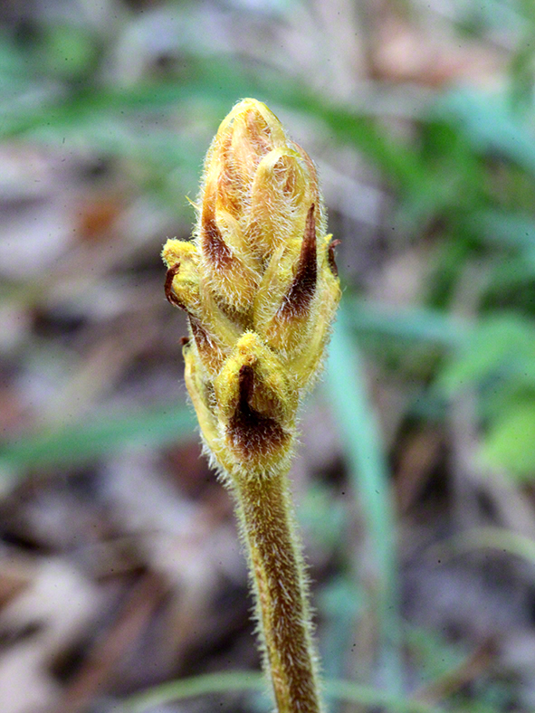 Sommerwurz - Orobanche