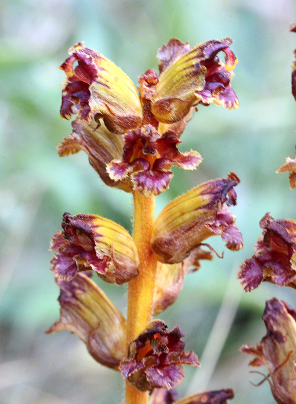 Sommerwurz - Orobanche