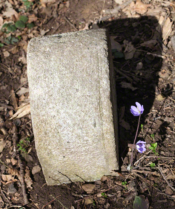 Rohrerwiese - Leberblümchen