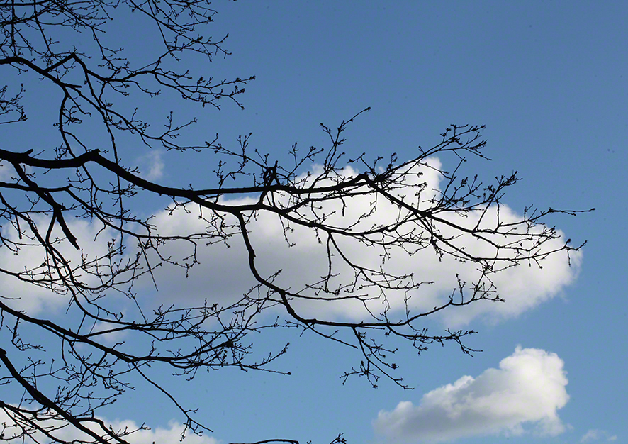 Zweig vor einer Wolke