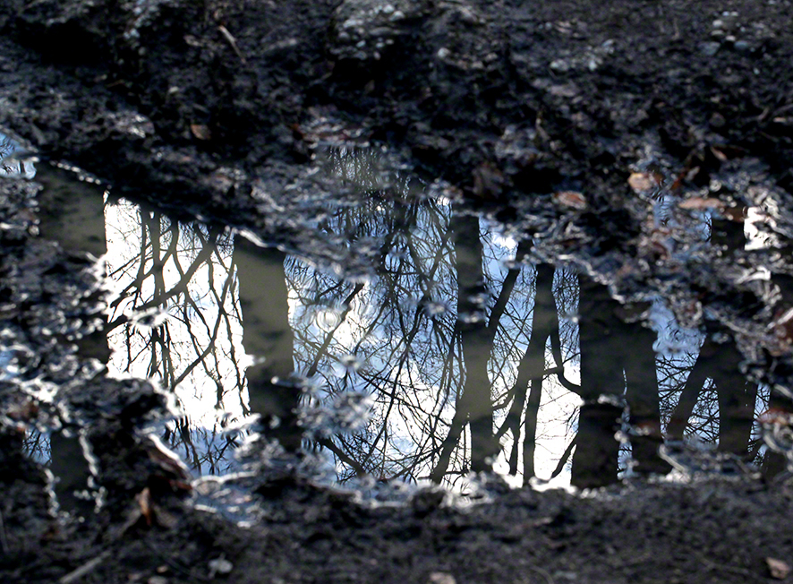 Baum-Spiegelung im Wasser