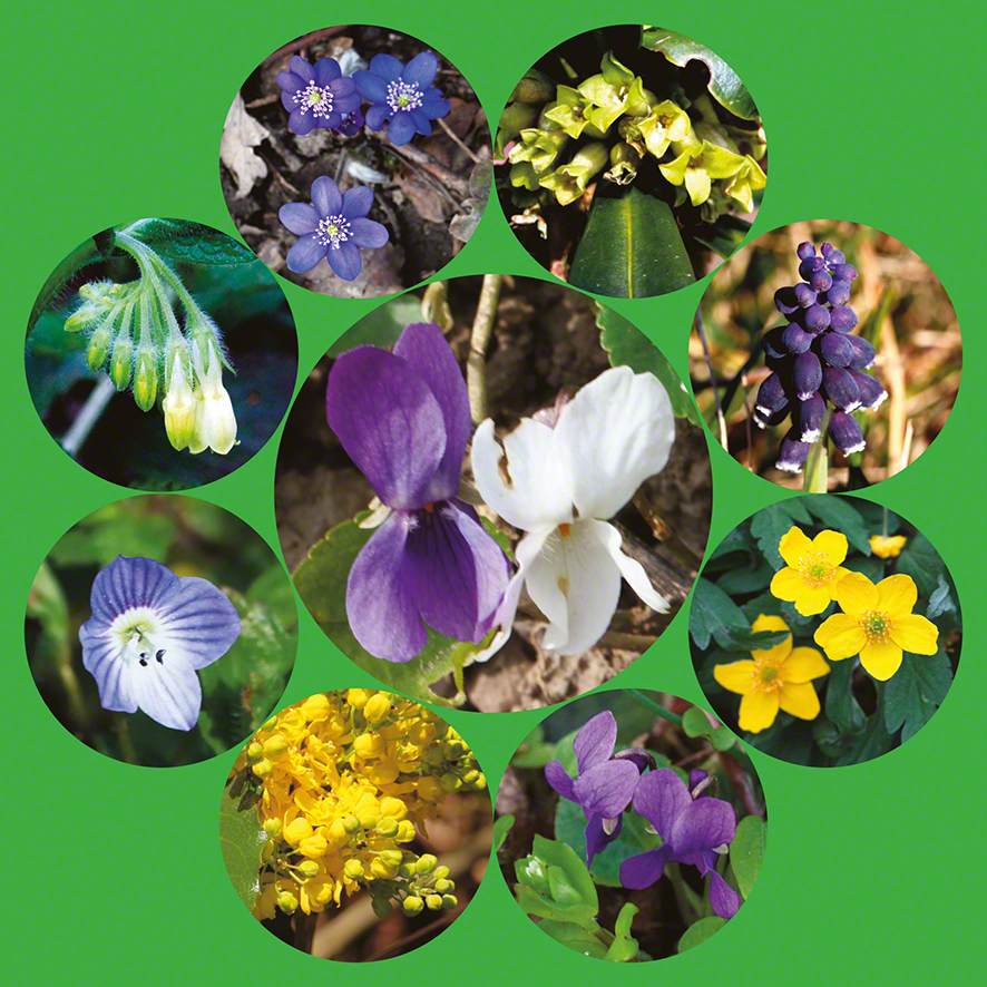 Frühlingsblumenkranz