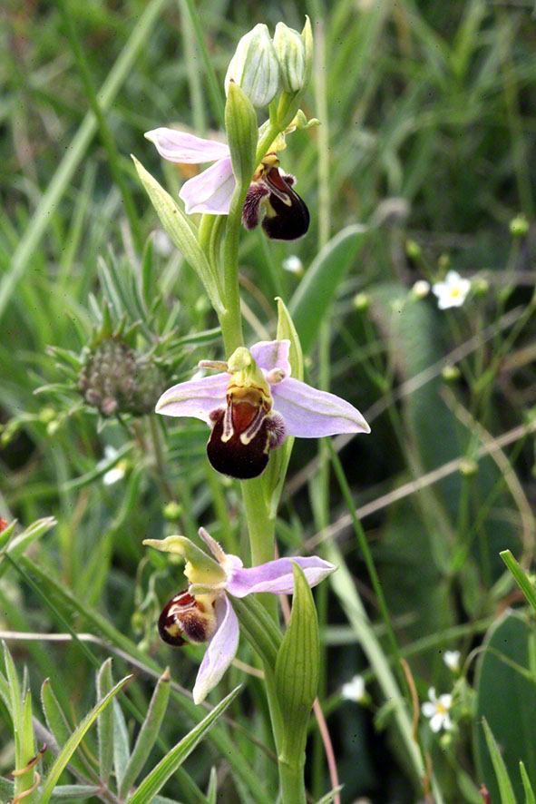 Orchidee - Bienen-Ragwurz