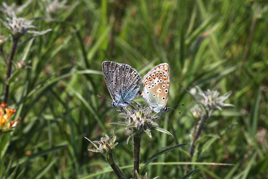 Schmetterlinge - Bläulinge, Paarung