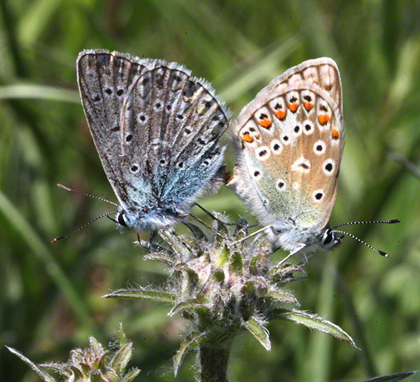Schmetterlinge - Bläulinge, Paarung